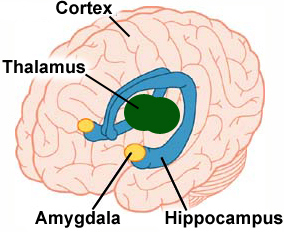 Amygdala