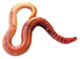 Worm Phobia 2